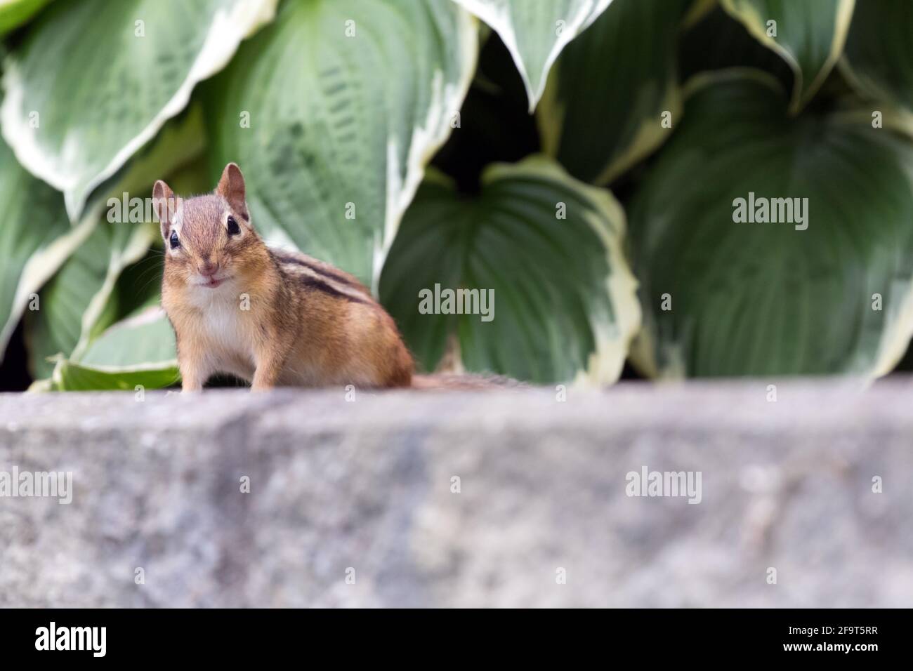 Un chipmunk di fronte ad un giardino nel sud-ovest dell'Ontario, Canada. Foto Stock