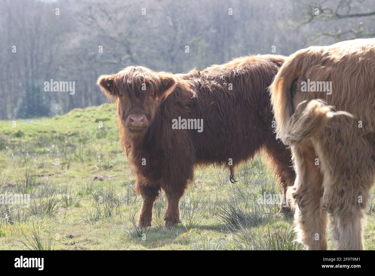 Scozia, Ayrshire, 16 Apr 2021. Calfs della mucca di Highland alla casa di Auchinleck, Ayrshire, Scozia, Regno Unito Foto Stock