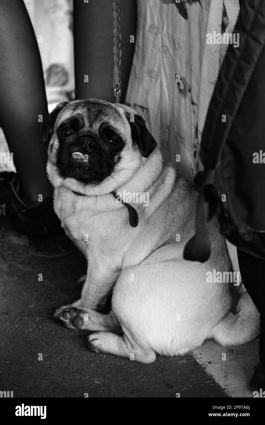 Un cane di piccole dimensioni, stropicciato, in purea si siede in mostra prima dello spettacolo. Ritratto in bianco e nero di un pug cucito con la lingua che pende. Foto Stock