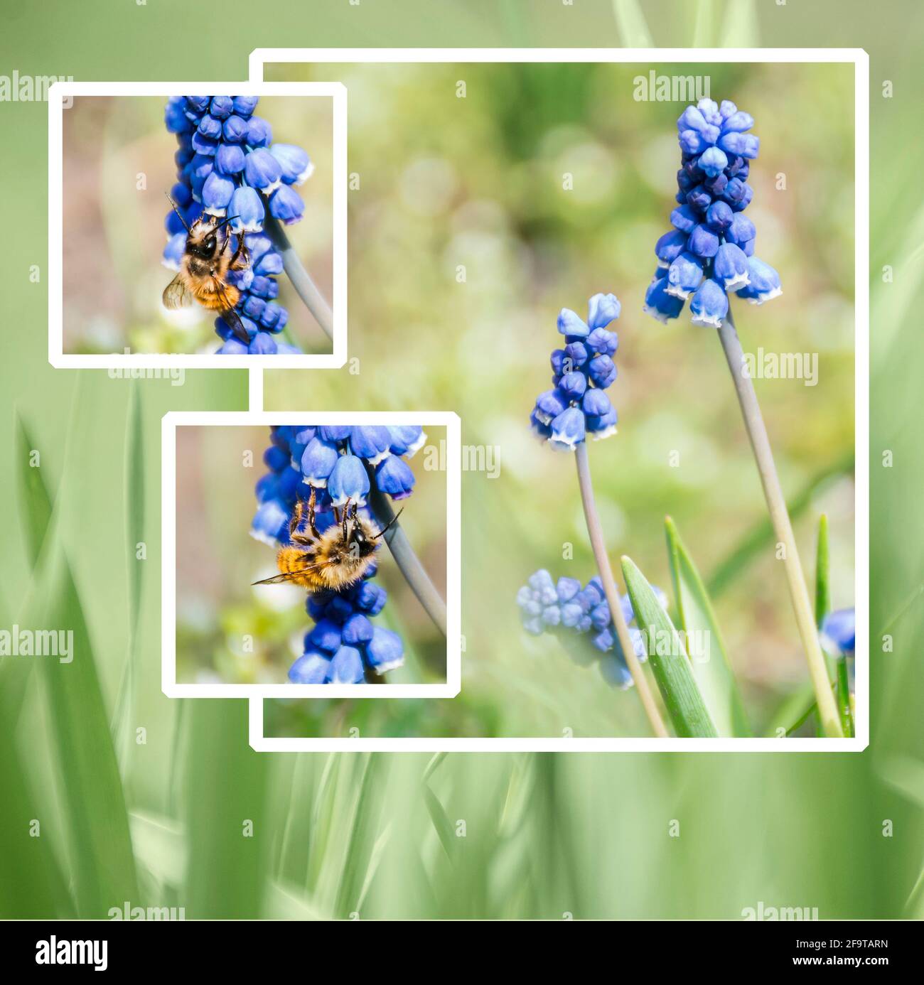 copertina per notebook pronta all'uso con immagini di natura, fiori, api Foto Stock