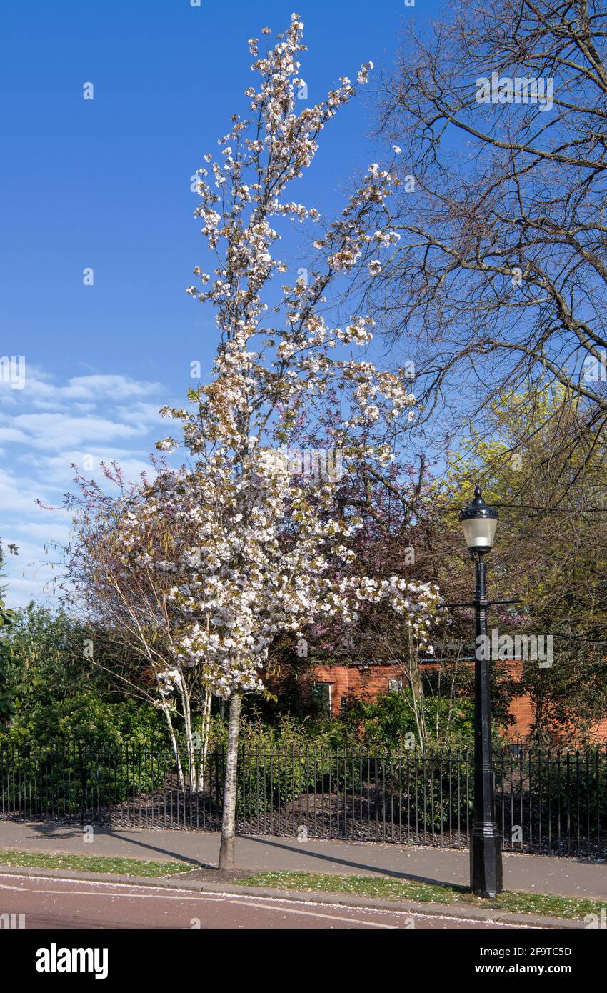 Chester Road Regents Park, albero di fiori di ciliegio e lampada da strada Londra Foto Stock