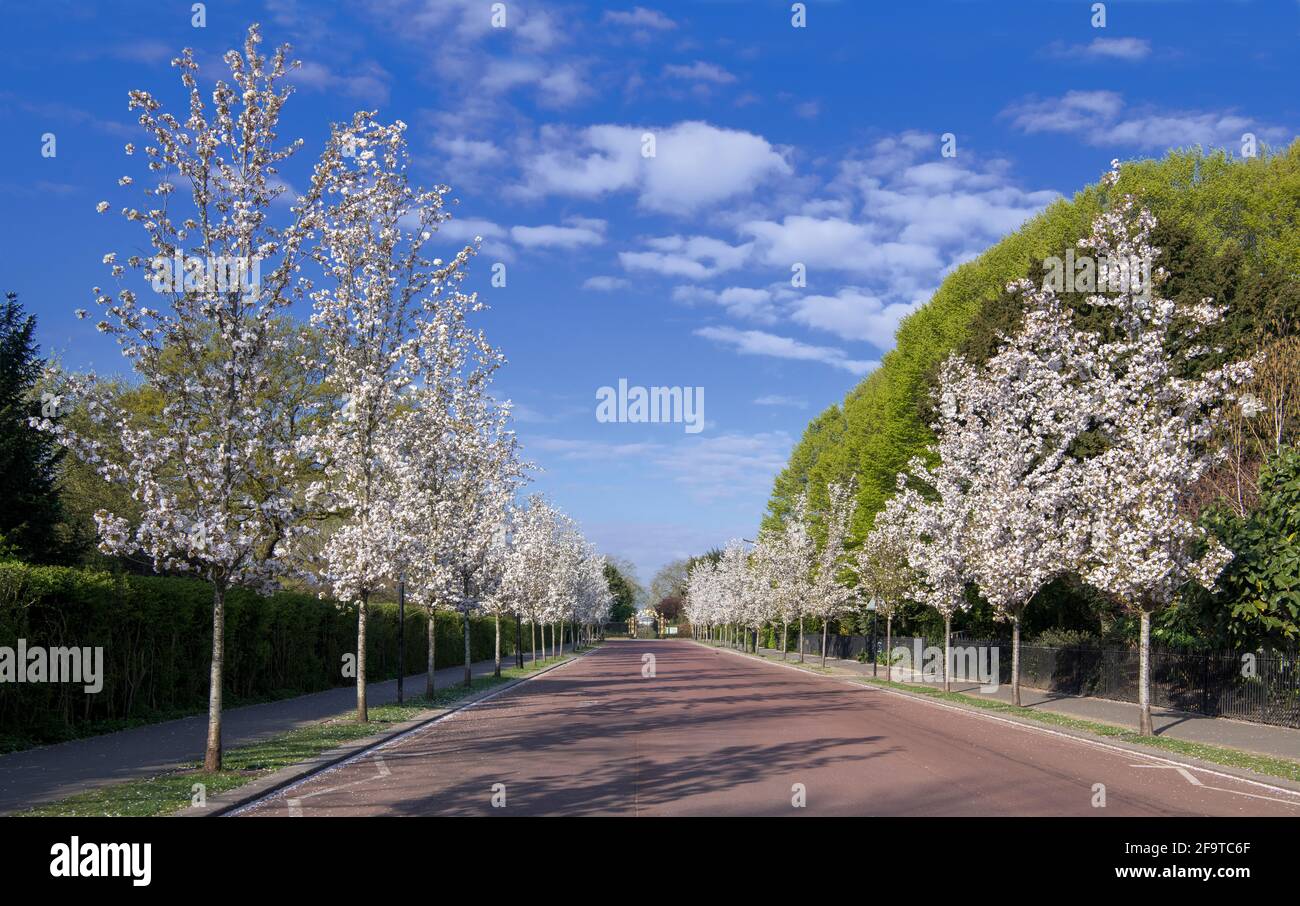 Chester Road fiancheggiata da alberi di fiori di ciliegia su entrambi i lati Reggenti Park London Foto Stock