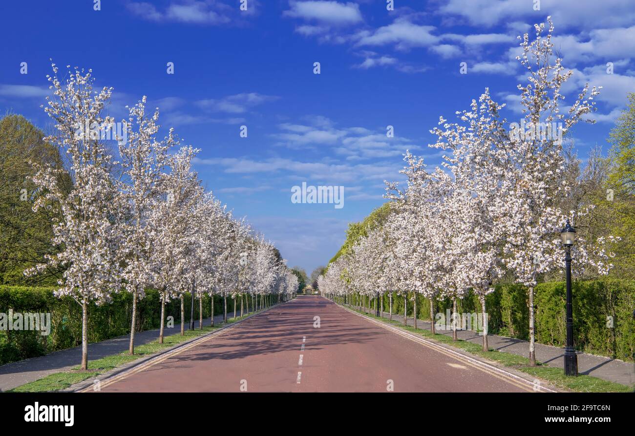 Chester Road fiancheggiata da alberi di fiori di ciliegia su entrambi i lati Reggenti Park London Foto Stock