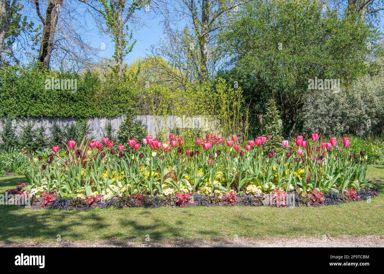 Colorato giardino letto con tulipani rosa Giardino Segreto Regents Park Londra Foto Stock