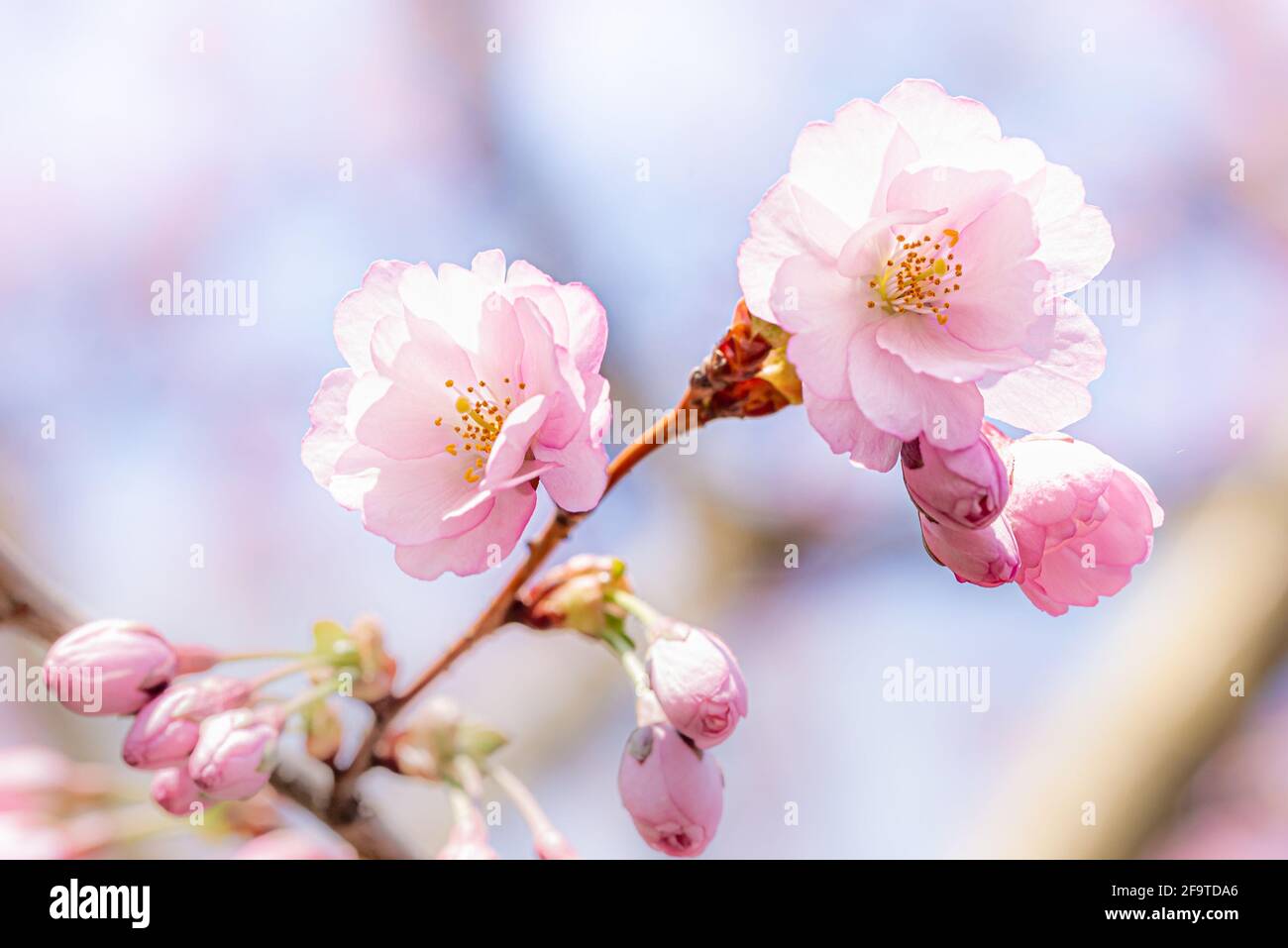 Fiori rosa ciliegi in fiore (Sakura) sotto la calda primavera sole Foto Stock