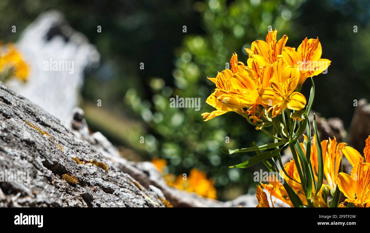 Vista ravvicinata di un gruppo di fiori gialli Amancay ( Alstroemeria aurea) che crescono nei pressi di un vecchio tronco asciutto a San Martin de los Andes, Neuquen, Patagonia Foto Stock