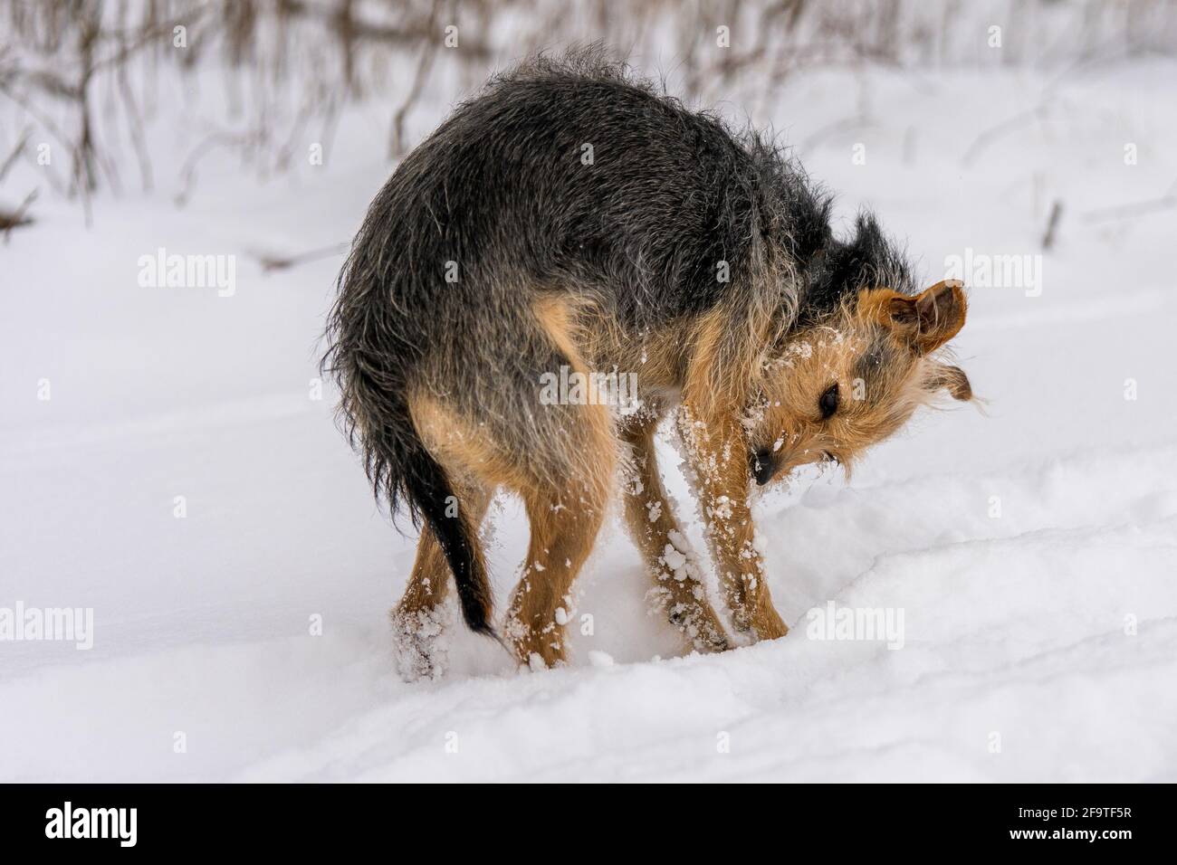 Hund befreit sich vom Schnee Foto Stock
