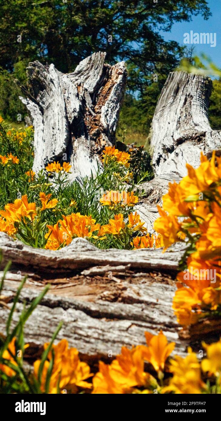 Vista ravvicinata di un gruppo di fiori gialli Amancay ( Alstroemeria aurea) che crescono nei pressi di un vecchio tronco asciutto a San Martin de los Andes, Neuquen, Patagonia Foto Stock
