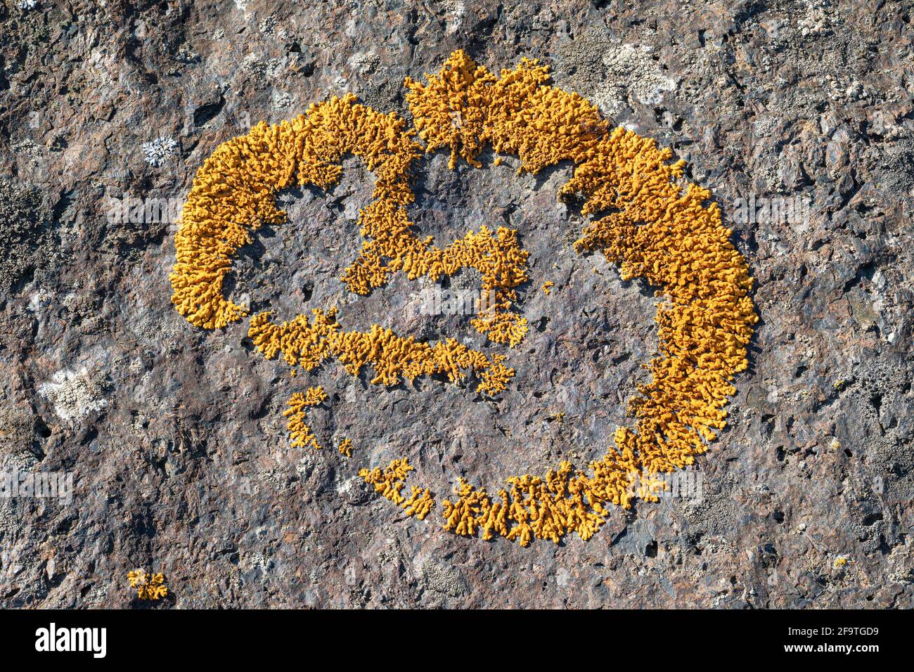 Rusavskia elegans lichen Foto Stock