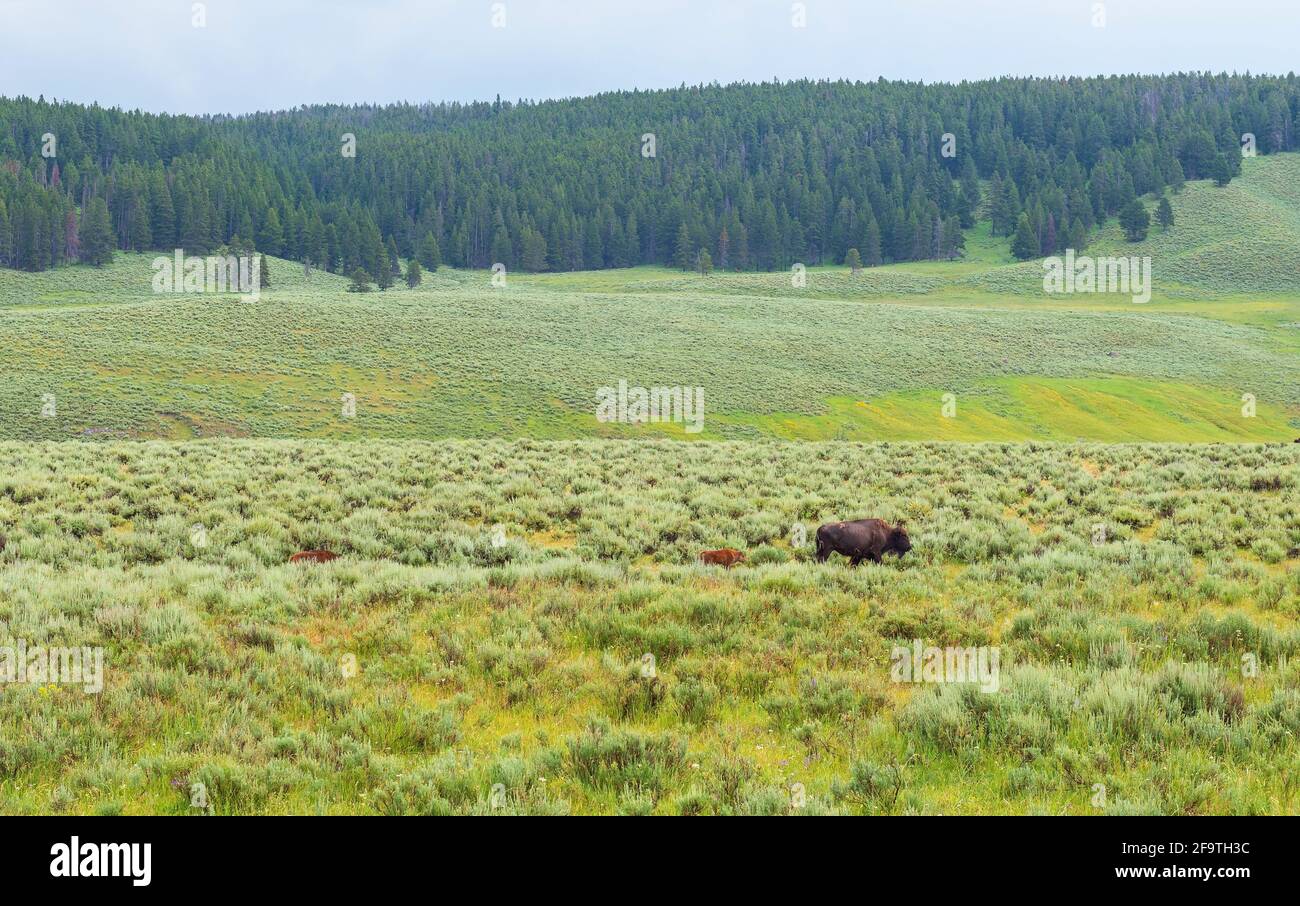 American Plains bison (Bison bison) con due vitelli, Hayden Valley, Yellowstone National Park, Wyoming, Stati Uniti d'America (USA). Foto Stock