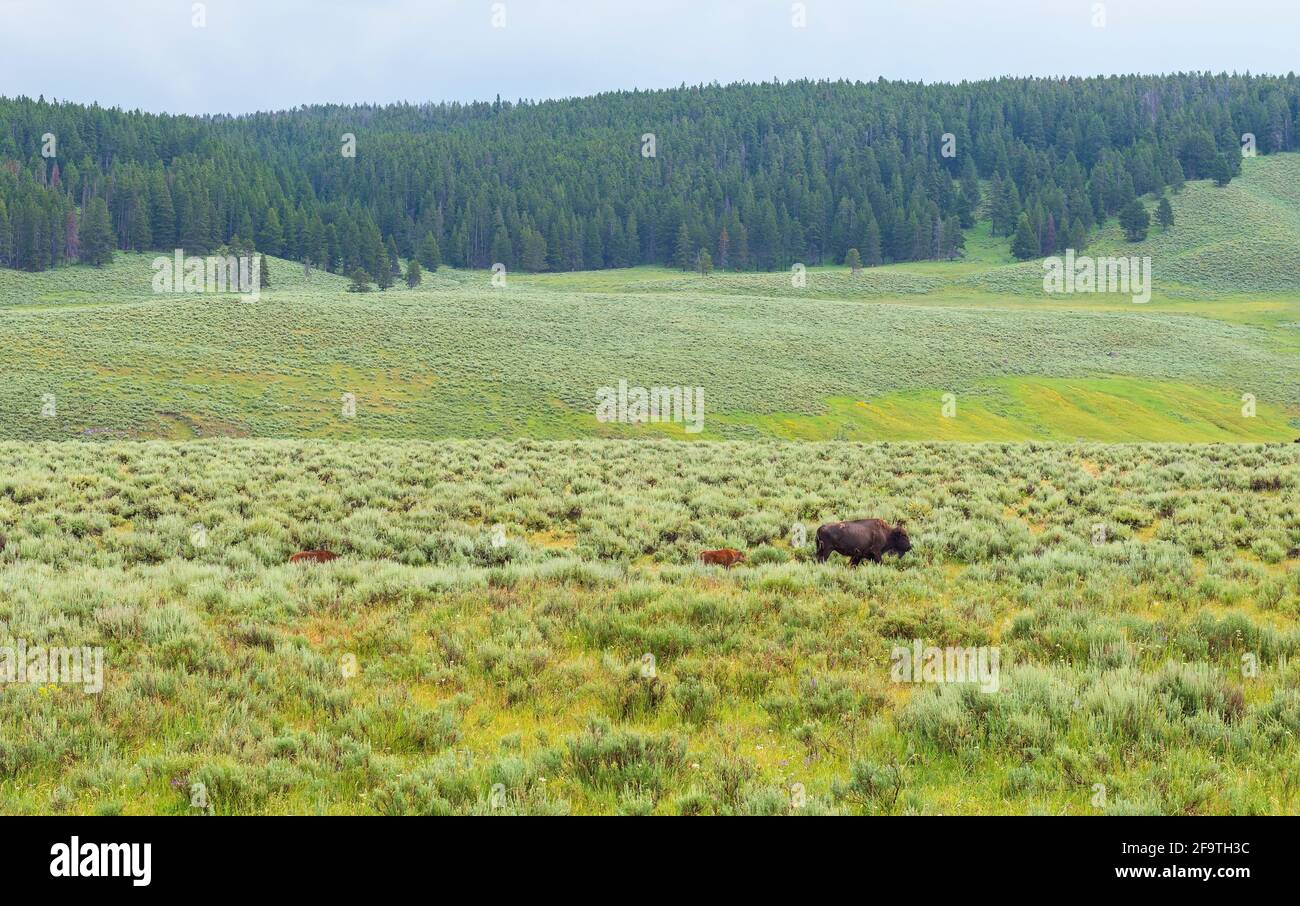 American Plains bison (Bison bison) con due vitelli, Hayden Valley, Yellowstone National Park, Wyoming, Stati Uniti d'America (USA). Foto Stock American Plains bison (Bison bison) con due vitelli, Hayden Valley, Yellowstone National Park, Wyoming, Stati Uniti d'America (USA). Foto Stock