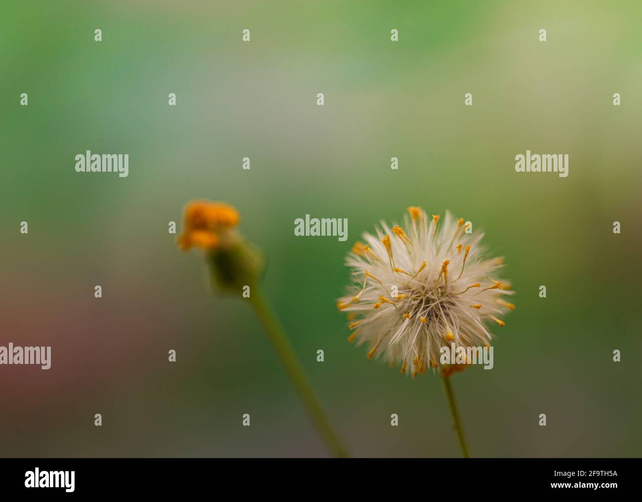Chiudi fiore e dente di leone su sfondo verde-viola bokeh Foto Stock