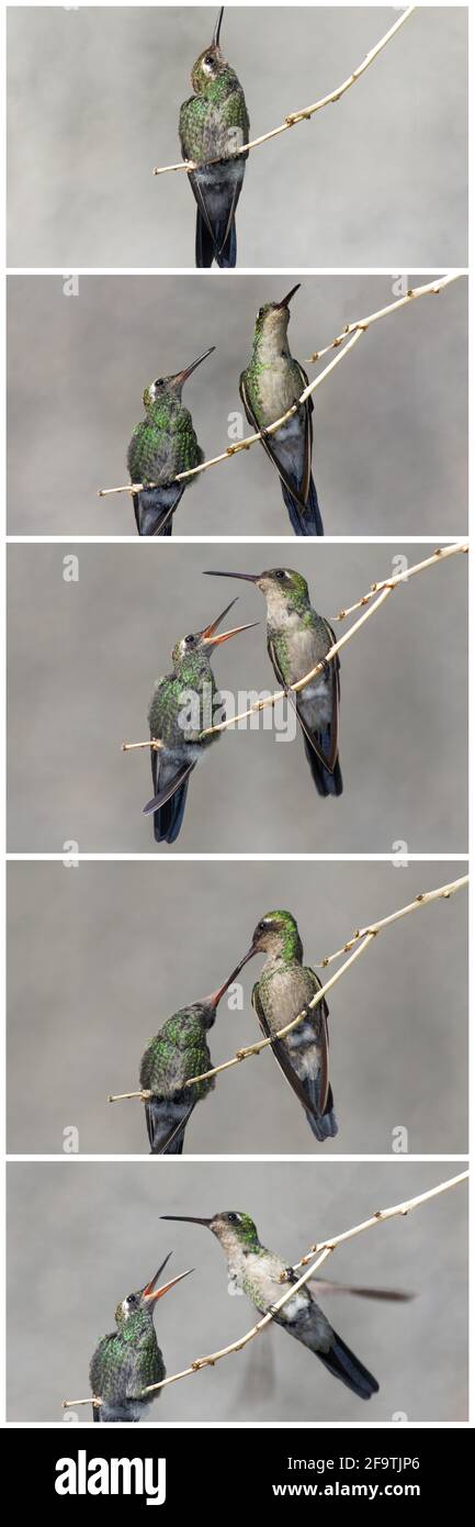Scatto verticale di due colibrì arroccati su un ramo di albero Foto Stock