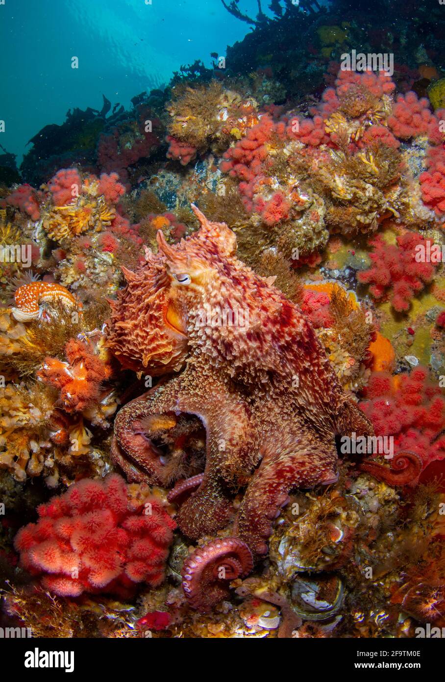 Polpo gigante del Pacifico in Browning Passage, Port Hardy, British Columbia, Canada Foto Stock