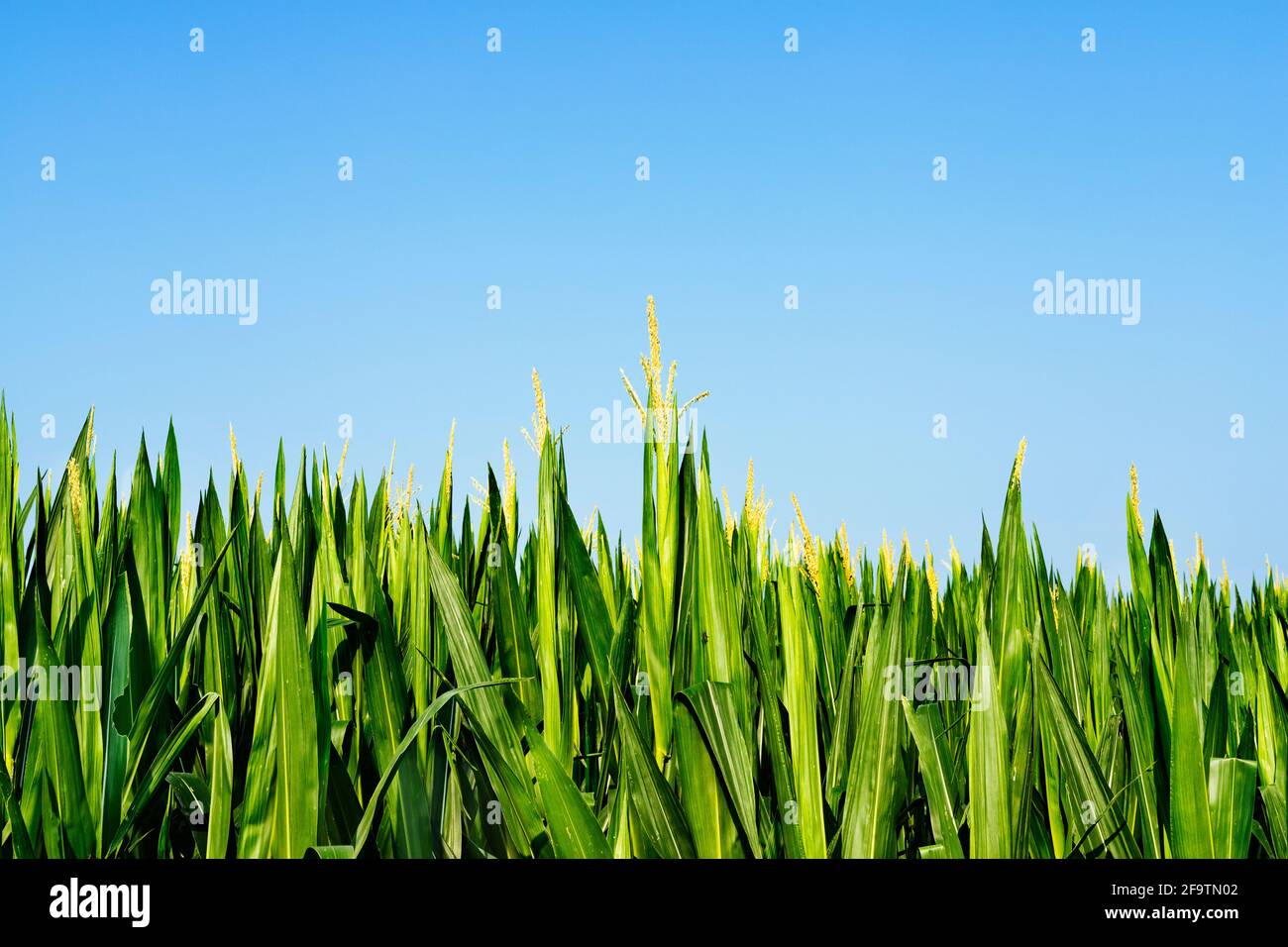 Campo di mais in una giornata di sole contro il cielo blu ,belle foglie verdi e infiorescenza gialla Foto Stock