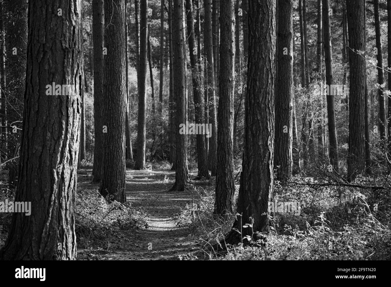 Parco Black Country Park Foto Stock