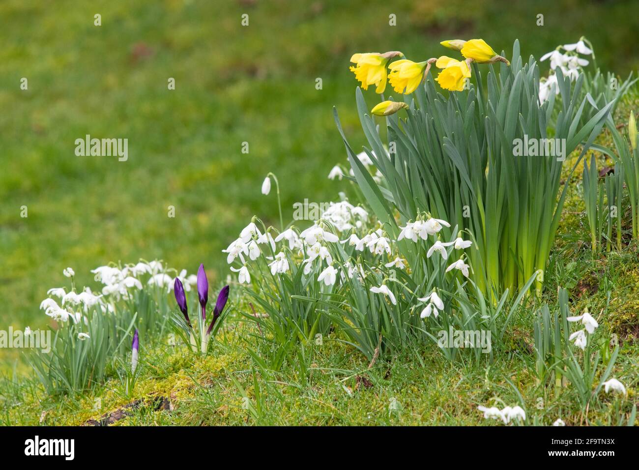 Fiori primaverili nel giardino britannico - narcisi, nevi e crocci Foto Stock