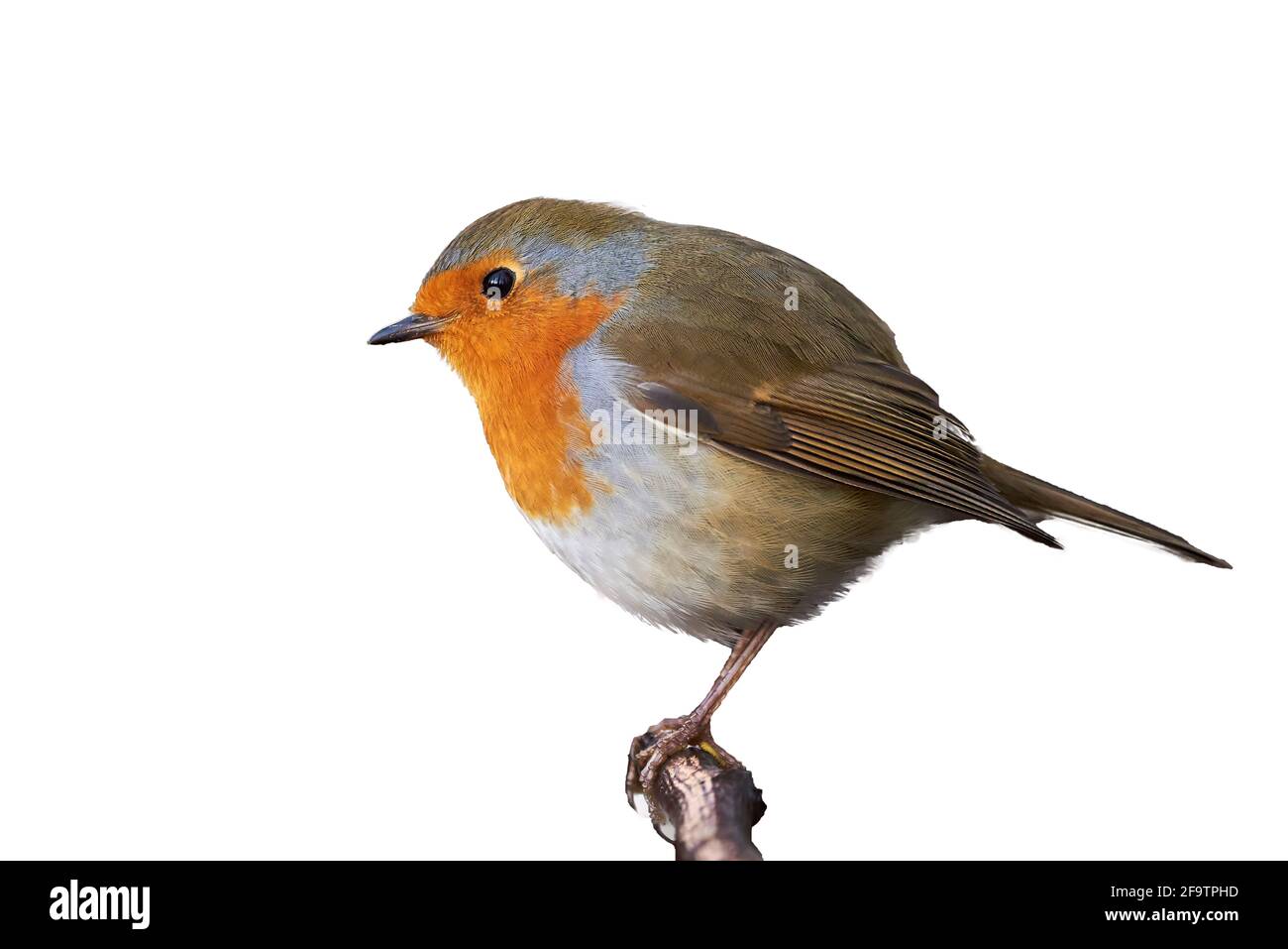 European Robin isolato su sfondo bianco (Erithacus rufecula) Foto Stock