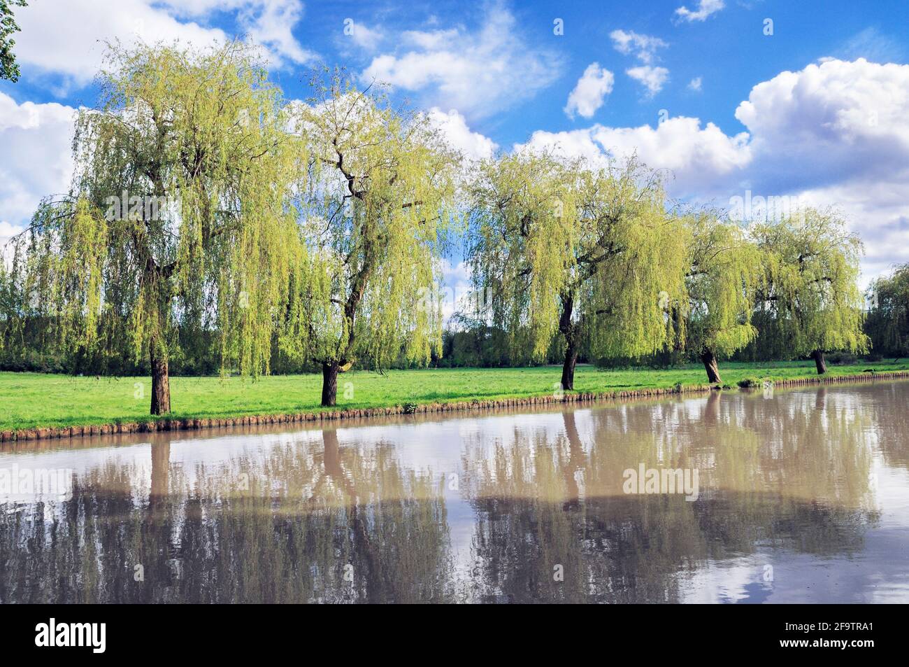 Weeping Willow alberi sulle rive del fiume Wey in primavera sole, Guildford, Surrey, Inghilterra, Regno Unito Foto Stock