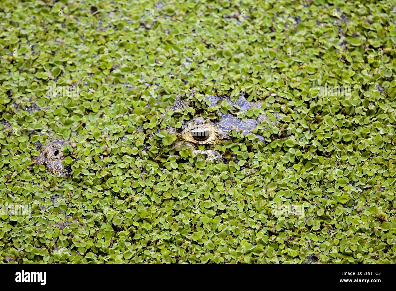 Closeup di Black Caiman (Melanosuchus niger) camouflage testa sotto acqua Pampas del Yacuma, Bolivia Foto Stock