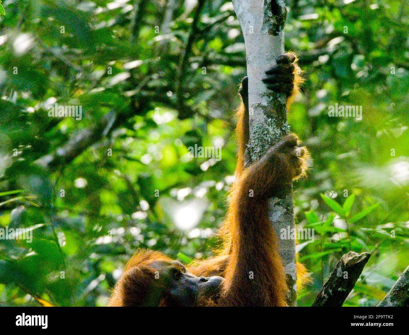 Orangutan adulto (Pongo pygmaeus abelii) le mani che si arrampicano nell'albero Sumatra, Indonesia. Foto Stock