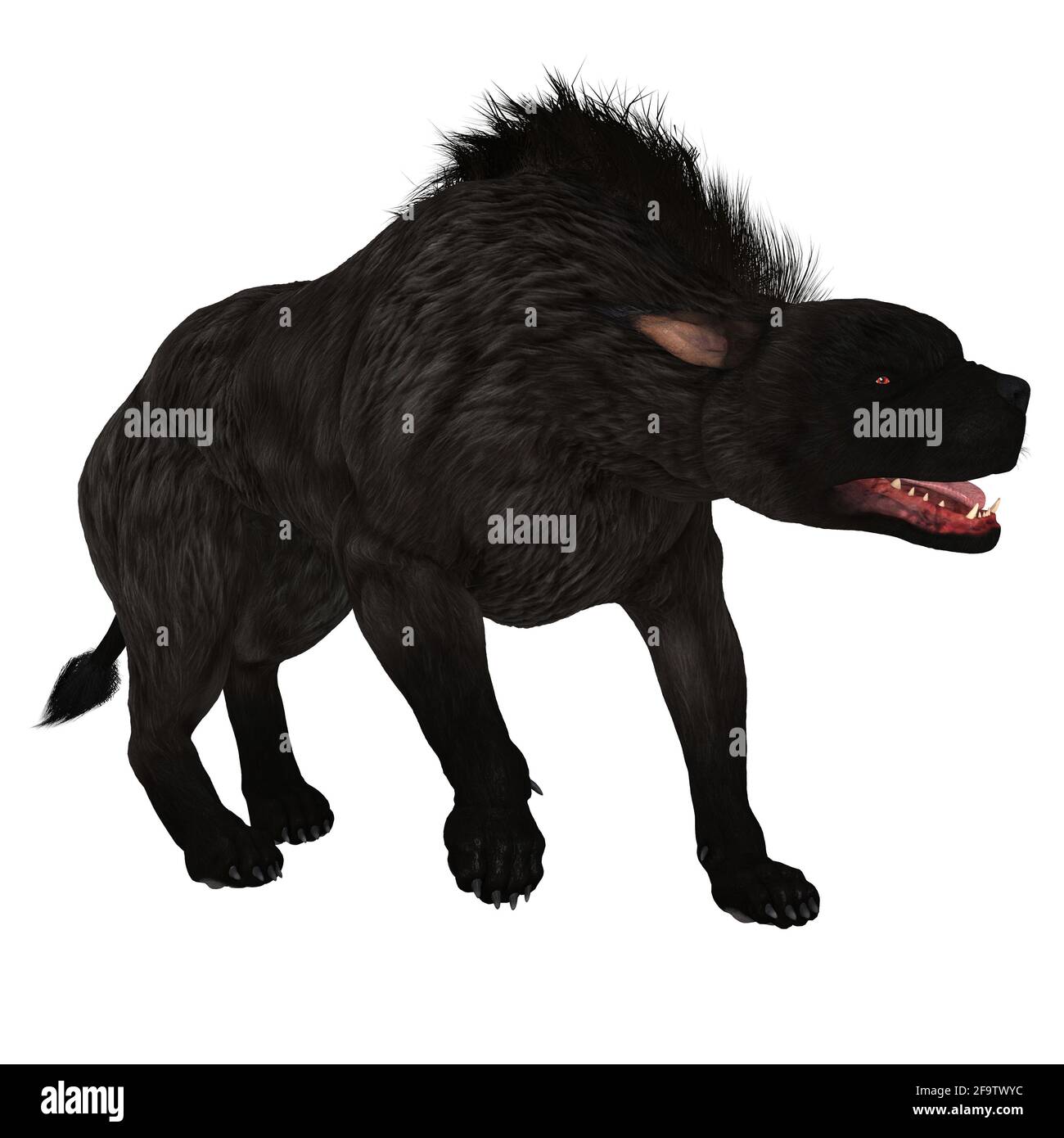 Il Warhound chiamato anche Hellhound è il mitico cane che protegge le porte dell'Inferno con occhi rossi incandescenti. Foto Stock