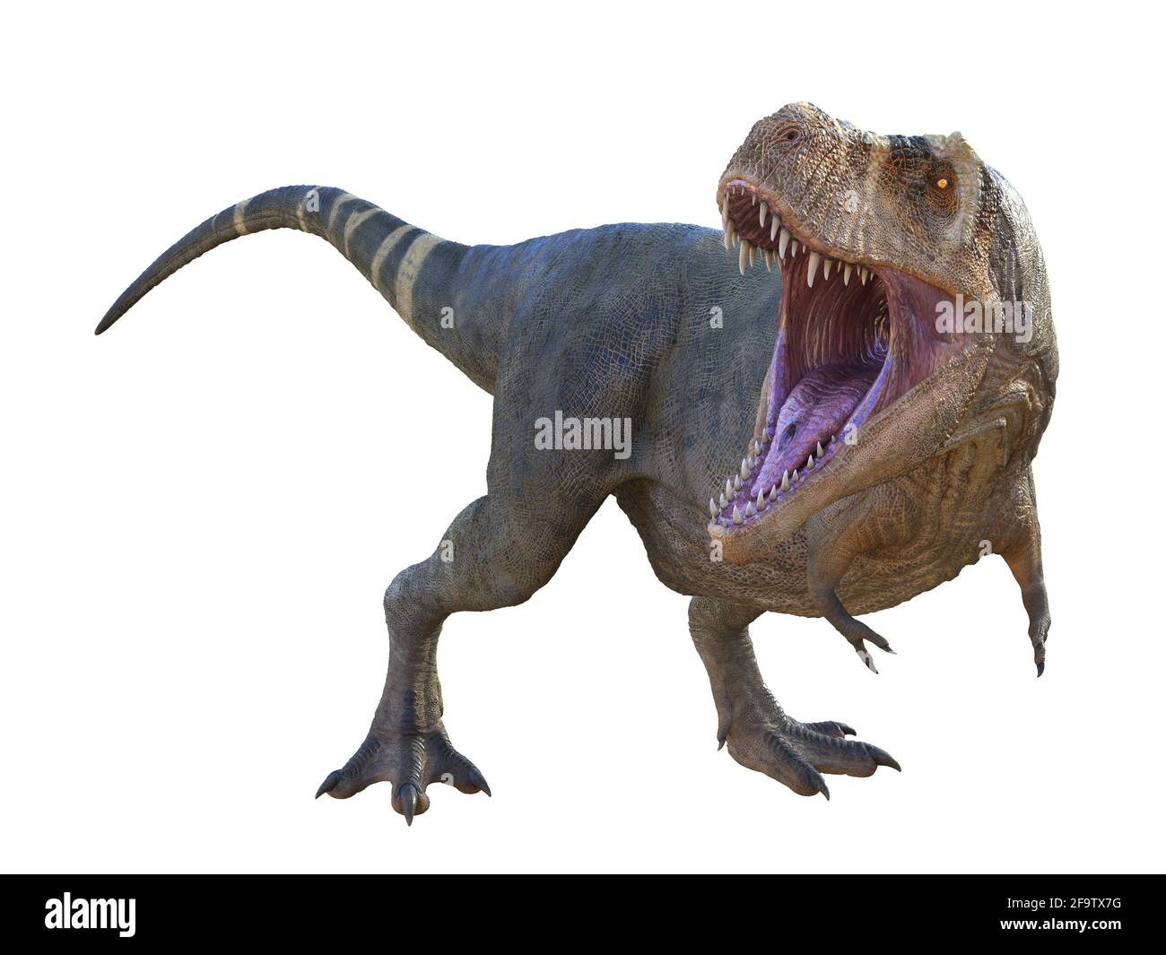 Il Tyrannosaurus rex era un dinosauro teropodico carnivoro che visse in Nord America durante il periodo Cretaceo. Foto Stock