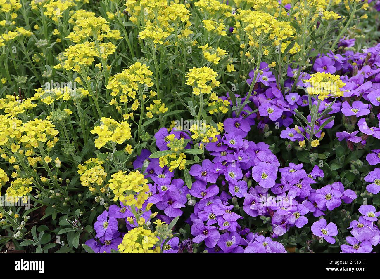 Aurinia saxatilis ‘Gold Dust’ Basket of Gold – gruppi stretti di fiori gialli d’oro, aprile, Inghilterra, Regno Unito Foto Stock