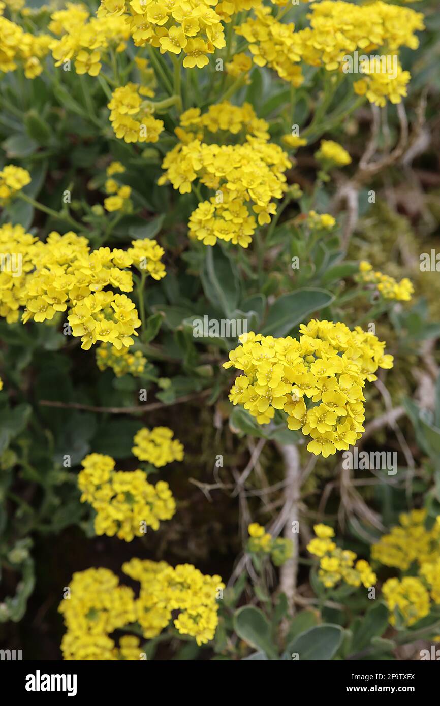 Aurinia saxatilis ‘Gold Dust’ Basket of Gold – gruppi stretti di fiori gialli d’oro, aprile, Inghilterra, Regno Unito Foto Stock