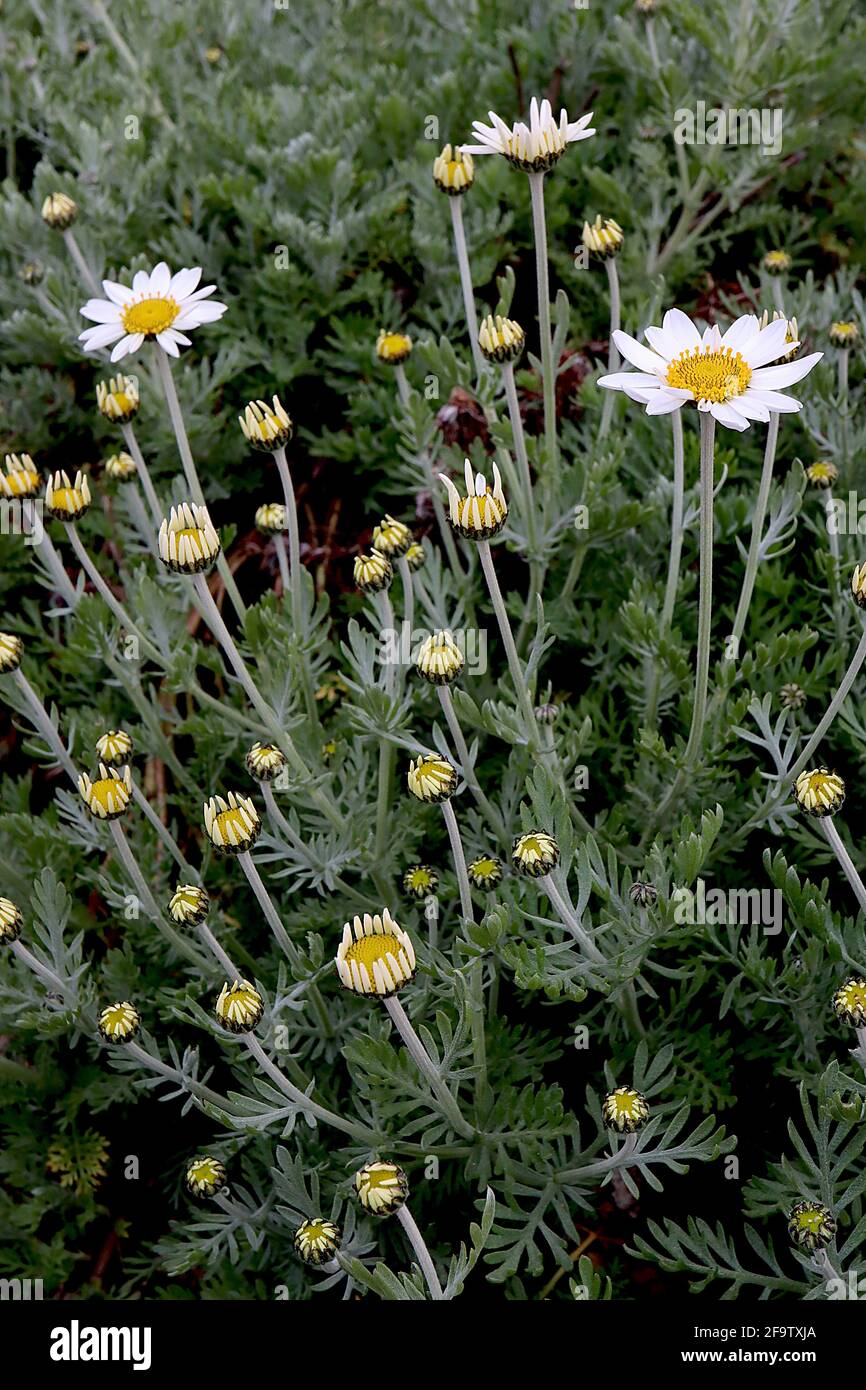 Anthemis punctata subsp cupaniana camomilla siciliana – margherite bianche su lunghi steli e fogliame piume, aprile, Inghilterra, Regno Unito Foto Stock