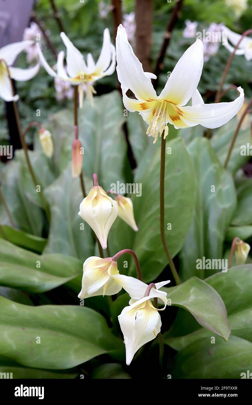 Erythronium californicum Giglio di Alba - grandi fiori bianchi a forma di  campana con base gialla, maroon marea e petali spazzati dal sudore, aprile,  Inghilterra, Regno Unito Foto stock - Alamy