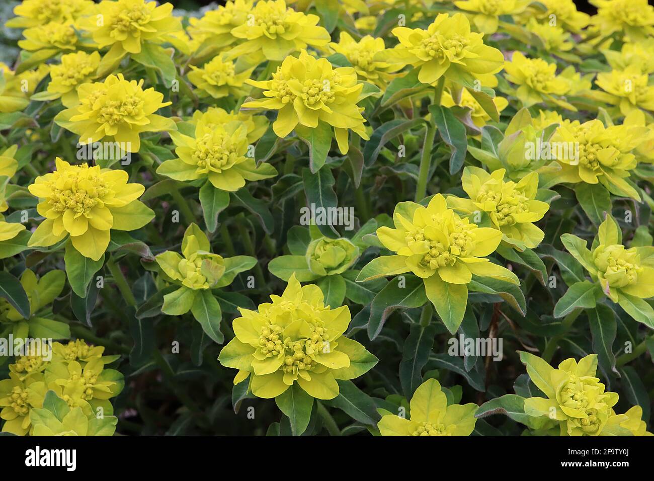 Euphorbia epithimoides ‘Major’ Greater cuscino spurge – fiori verdi calce in cima a whorls di foglie verde scuro a forma di lancia, aprile, Inghilterra, Regno Unito Foto Stock