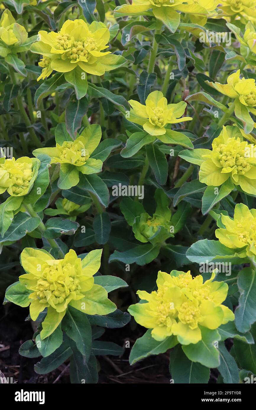 Euphorbia epithimoides ‘Major’ Greater cuscino spurge – fiori verdi calce in cima a whorls di foglie verde scuro a forma di lancia, aprile, Inghilterra, Regno Unito Foto Stock