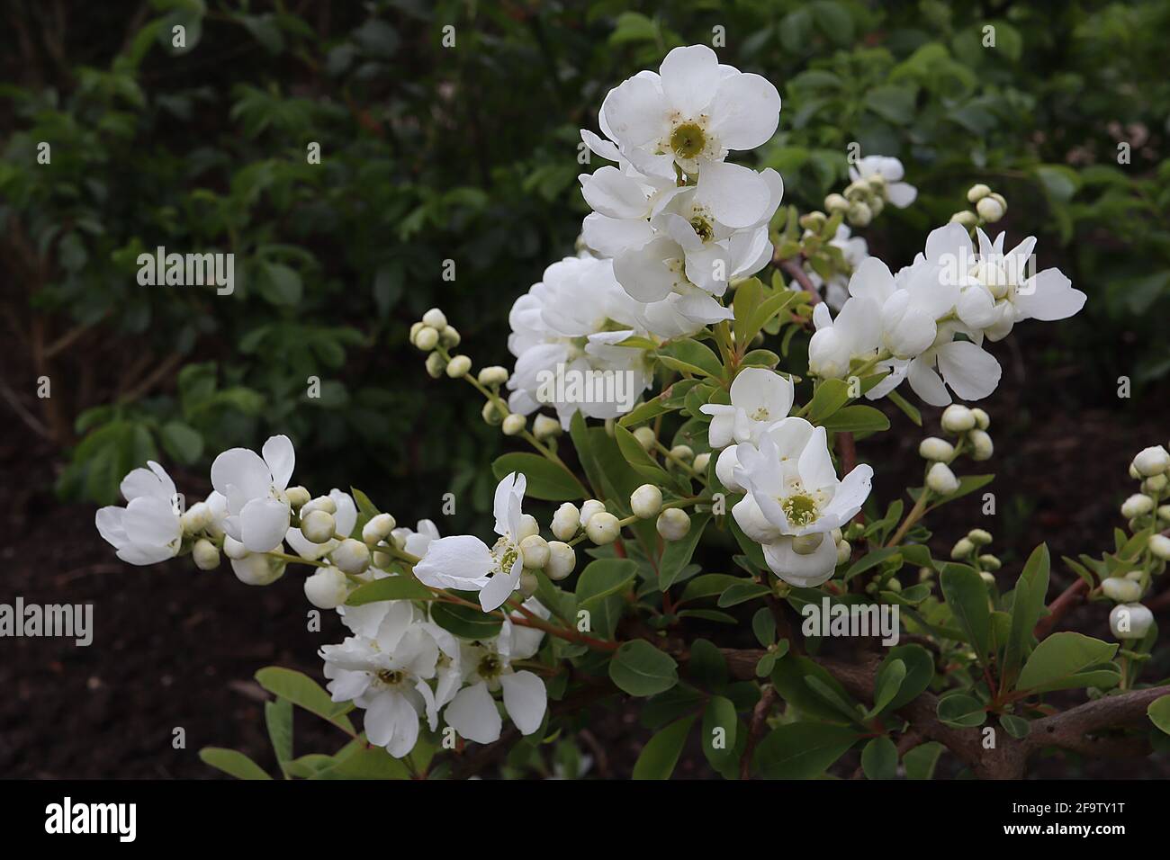 Exochorda x macrantha ‘la sposa’ perlbush la sposa – masse di fiori bianchi a forma di coppa su rami arcuati, aprile, Inghilterra, Regno Unito Foto Stock