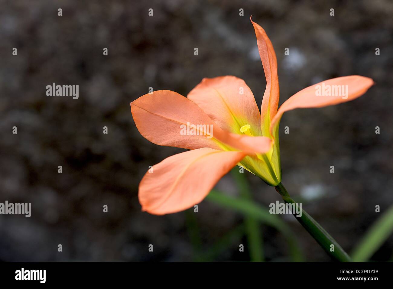 Moraea / Homeria collina, tulipano del Capo – fiori rosa di salmone e foglie lineari, aprile, Inghilterra, Regno Unito Foto Stock