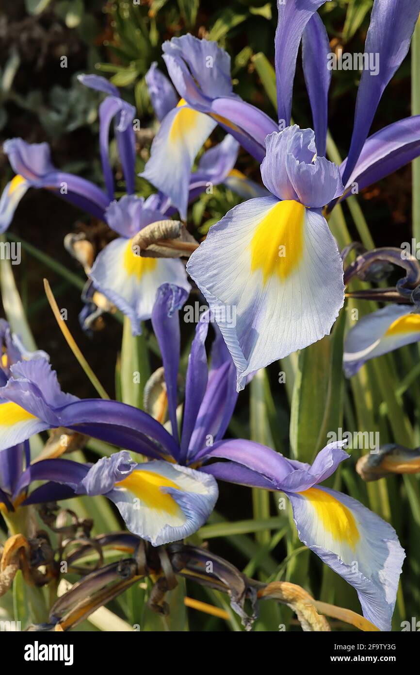 Olandese Iris ‘Mstic Beauty’ Iris hollandica Mystic Beauty – standard viola blu alato, cascate blu lavanda, blottch ovale giallo, gruppo DUT aprile, UK Foto Stock