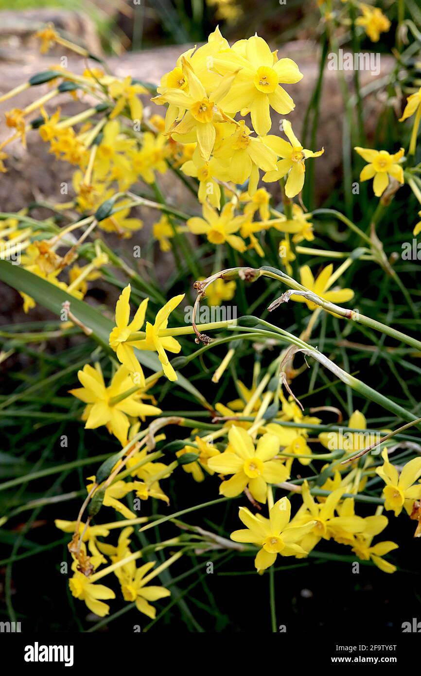 Narcissus / Daffodil jonquil ‘Baby Boomer’ Division 7 jonquilla Daffodils Rush daffodil Baby Boomer – piccolo daffodil giallo profumato, aprile, Inghilterra, Foto Stock