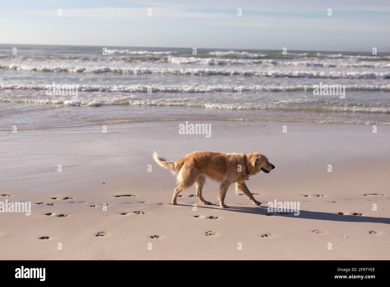 Vista del Golden Retriever cane animale a piedi sulla spiaggia Foto Stock