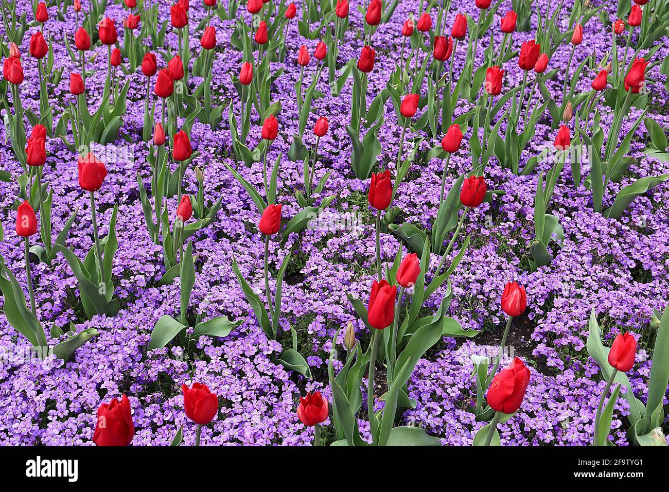 Tulipa ‘Kingswood’ Single Late 5 Kingswood tulip – Scarlet fiori rossi, Aubrieta deltoidea Royal Violet aprile, Inghilterra, Regno Unito Foto Stock