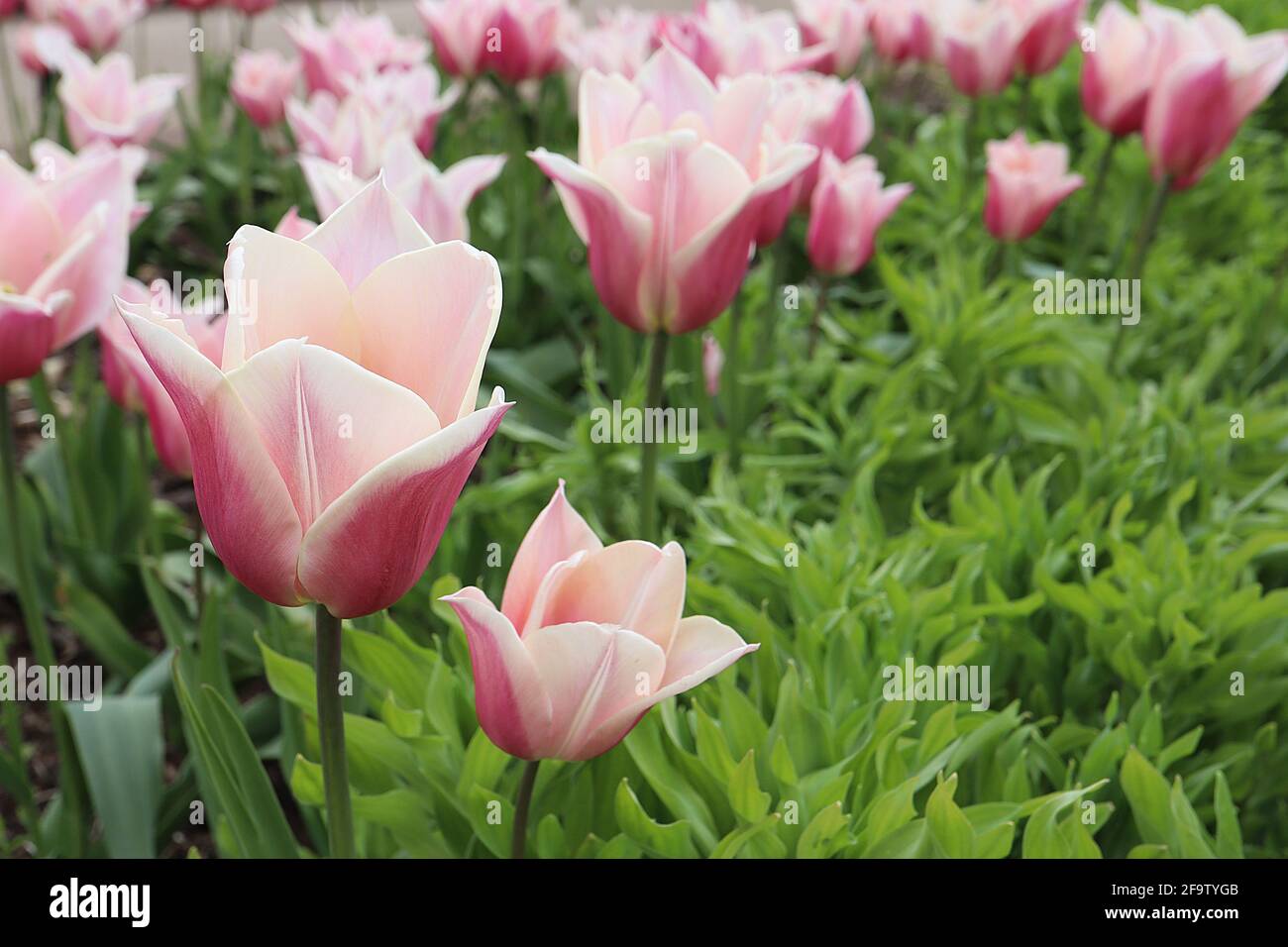 Tulipa ‘Sanne’ Triumph tulip 3 Sanne tulip – fiori rosa, ampi bordi crema, petali appuntiti, aprile, Inghilterra, REGNO UNITO Foto Stock