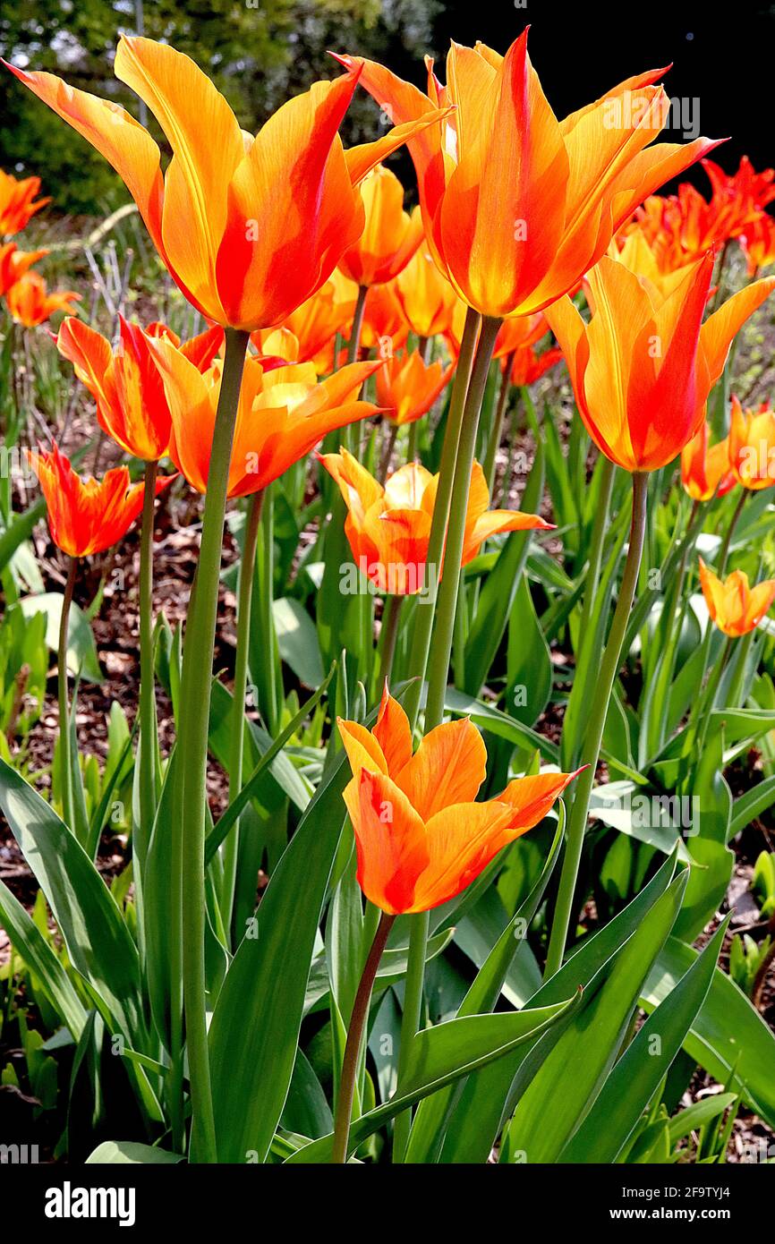 Tulipa ‘Ballerina’ Lily Flowering 6 Ballerina Tulip - fiori rossi rosa intenso, ampi margini arancioni, aprile, Inghilterra, Regno Unito Foto Stock