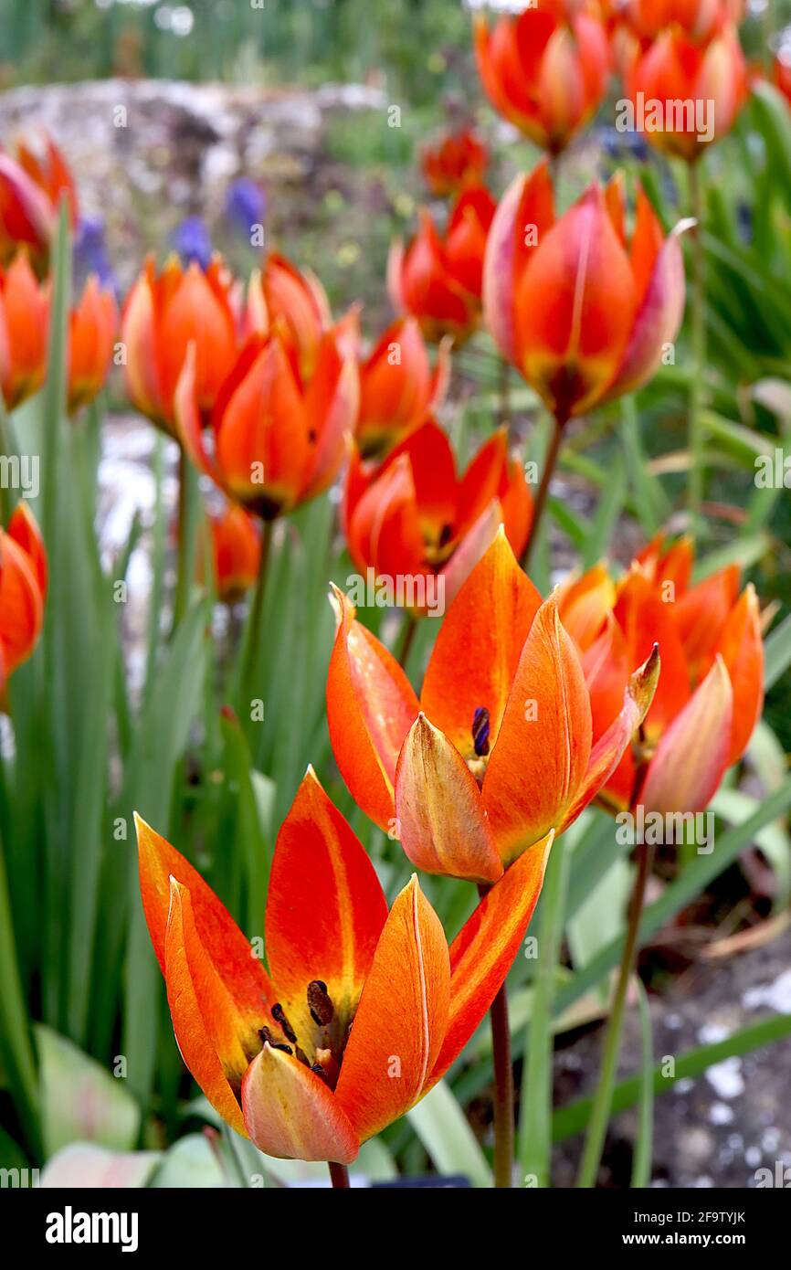 Tulipa orphanidea (gruppo Whittallii) specie tulipano 15 orphanidea Flava tulipano - petali di arancio rosso, alone giallo, base nera, aprile, Inghilterra, REGNO UNITO Foto Stock