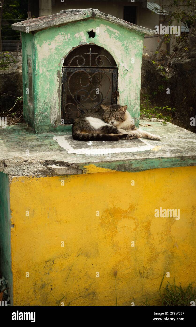 Gatto dormendo su una tomba in un cimitero messicano Foto Stock