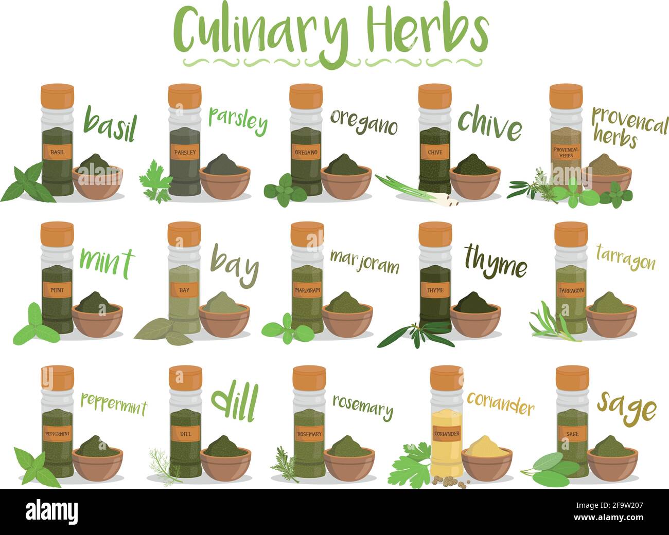 Set di 15 diverse erbe culinarie in stile cartone animato. Illustrazione Vettoriale