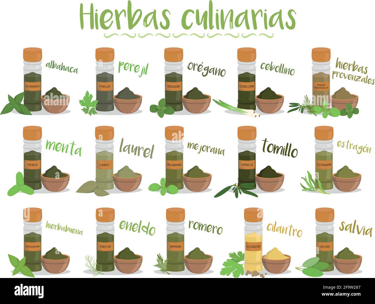 Set di 15 diverse erbe culinarie in stile cartone animato. Nomi spagnoli. Illustrazione Vettoriale