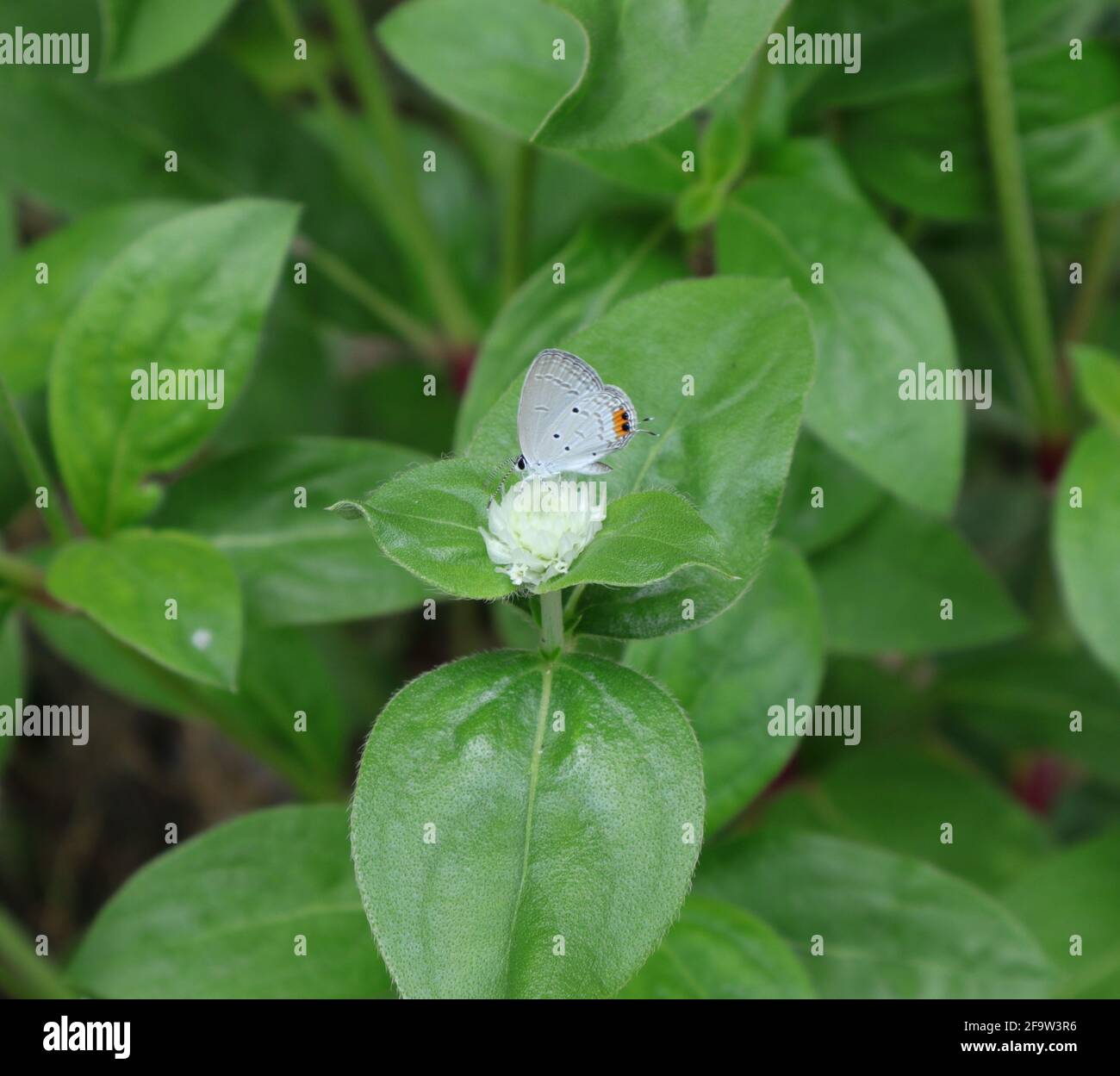 Primo piano di una farfalla grammo blu da cui raccogliere nettare un fiore bianco con poche foglie in giardino Foto Stock