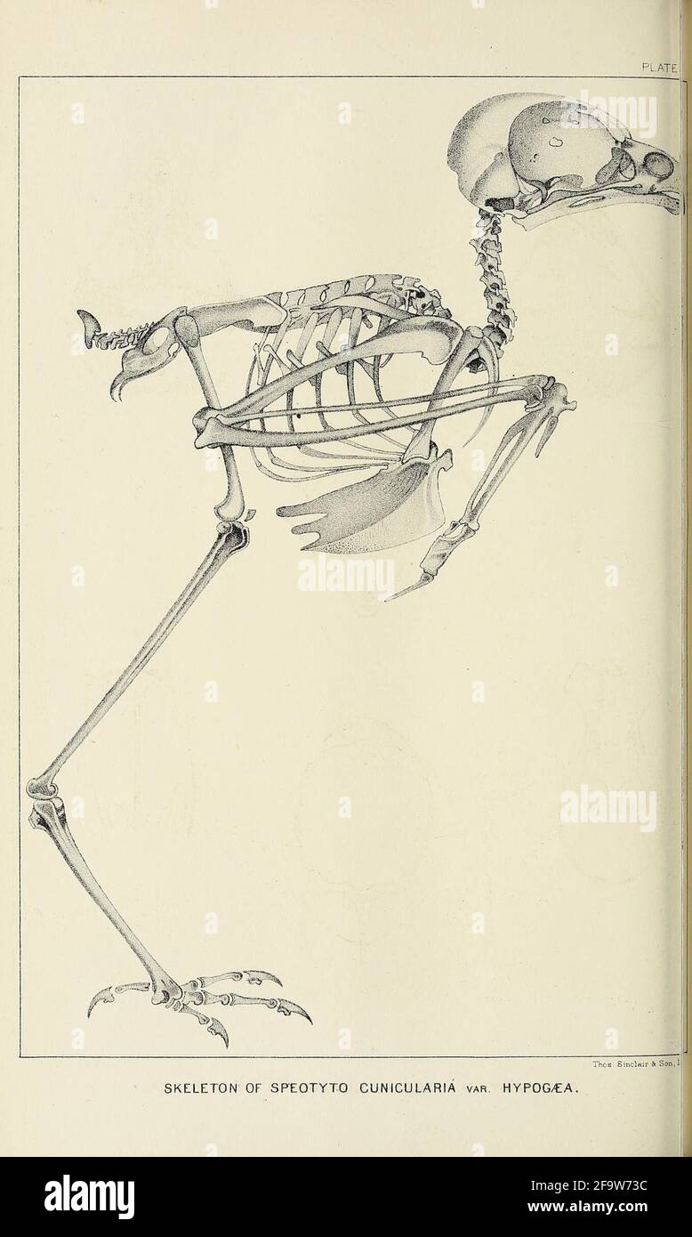 Bollettino del Nuttall Ornithological Club Cambridge, Mass. :The Club,[1876-1883] https://biodiversitylibrary.org/page/52894145 Foto Stock