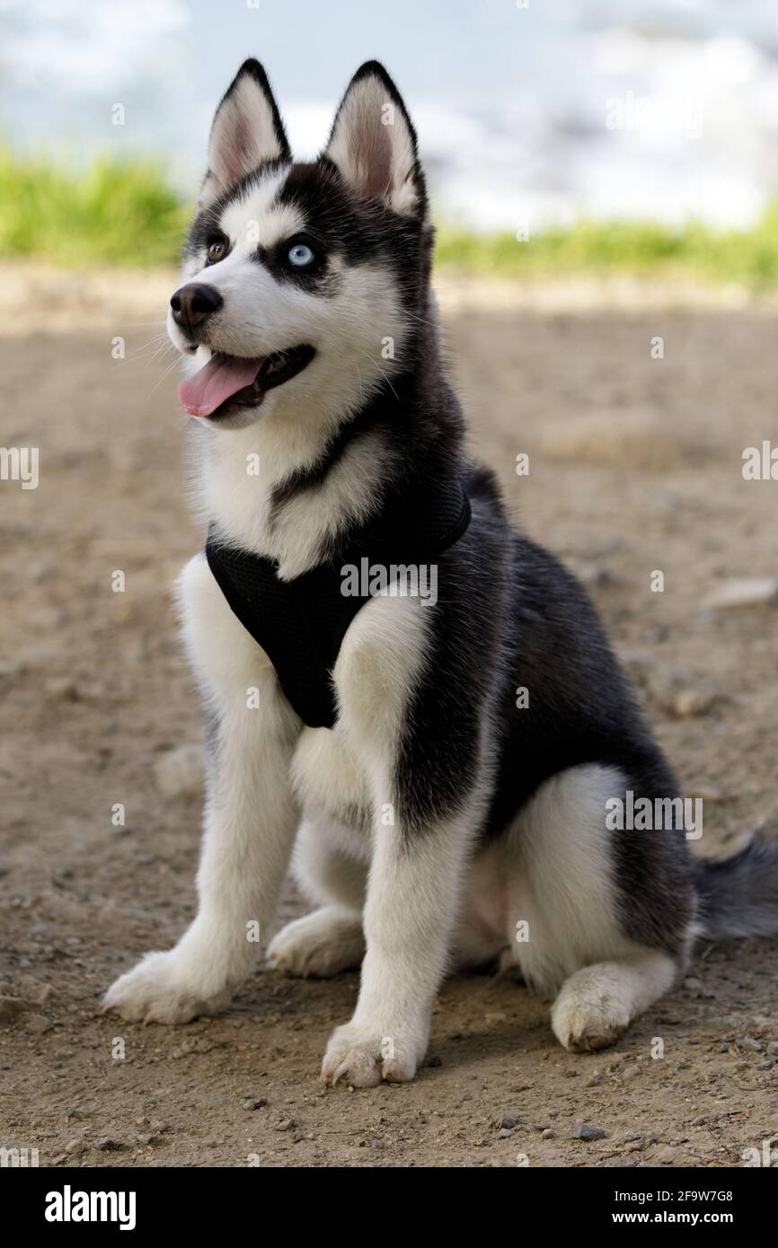 Cucciolo femminile Siberiano Husky di 8 settimane con occhi di colore diverso. All'aperto nella California settentrionale. Foto Stock