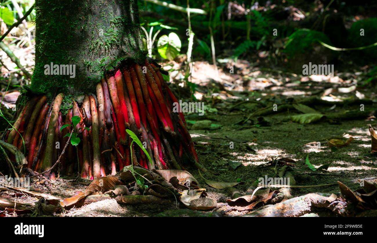 Radice esotica di palma brasiliane (Euterpe edulis Foto stock - Alamy