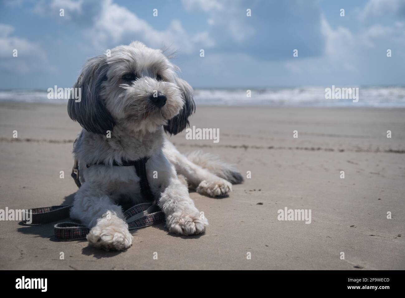 Un adorabile cane bianco si siede al sole su una spiaggia. Foto Stock